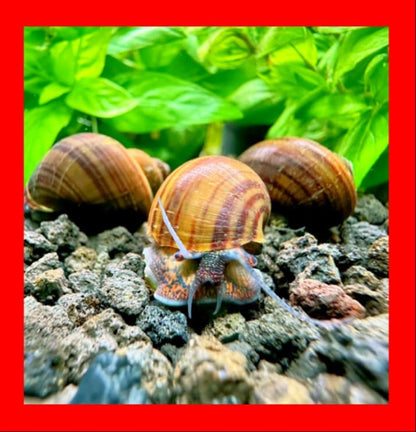Blackfoot Mystery Feeder Apple Snails - x6 Live Freshwater Algae Eaters & Tank Cleaners for Aquarium, Puffers, Loaches, and Community Tanks