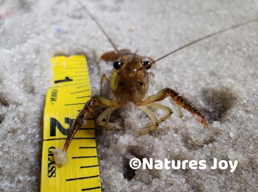 Live Freshwater Ghost Shrimp & Small Crayfish Combo Feeder Shrimp, Live Crawfish, Aquarium Algae Cleaners for Fish Tanks, Aquariums & Pond Stocking