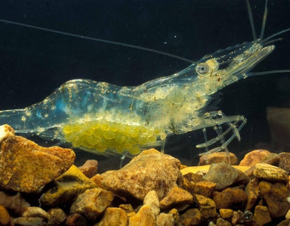 Live Freshwater Ghost Shrimp & Small Crayfish Combo Feeder Shrimp, Live Crawfish, Aquarium Algae Cleaners for Fish Tanks, Aquariums & Pond Stocking