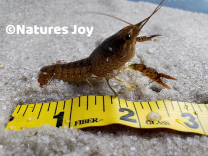 Live Freshwater Ghost Shrimp & Small Crayfish Combo Feeder Shrimp, Live Crawfish, Aquarium Algae Cleaners for Fish Tanks, Aquariums & Pond Stocking