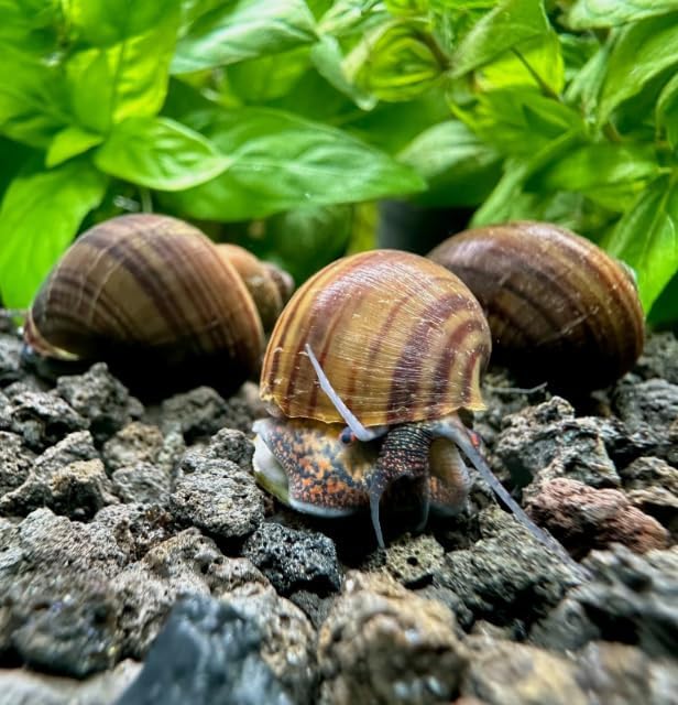 Blackfoot Mystery Feeder Apple Snails - 12+ Live Freshwater Algae Eaters & Tank Cleaners for Aquarium, Puffers, Loaches, and Community Tanks