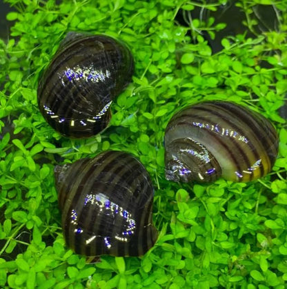 Blackfoot Mystery Feeder Apple Snails - x6 Live Freshwater Algae Eaters & Tank Cleaners for Aquarium, Puffers, Loaches, and Community Tanks