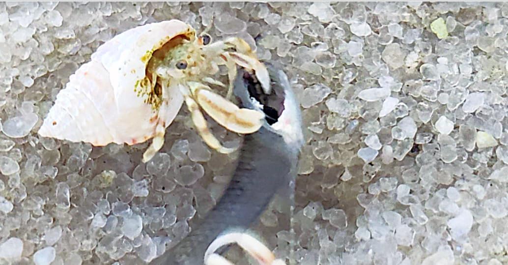 5 Live Small Marine White-Legged Hermit Crabs – Reef Safe Algae Eaters & Cleanup Crew for Saltwater Aquariums Natural Scavengers for Nano, Reef, and Fish Tanks