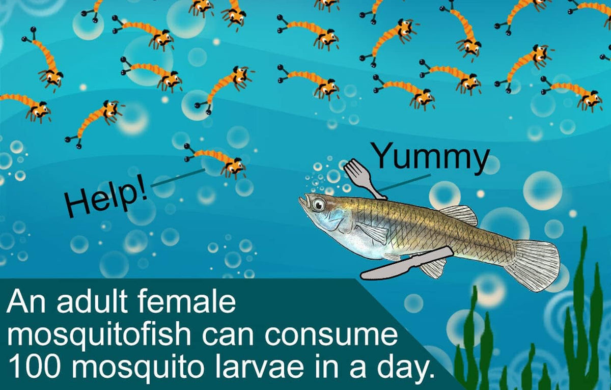 110 Live Mosquitofish Gambusia – Freshwater Aquarium and Pond Fish