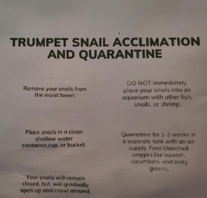 100+ Live Malaysian Trumpet Snails Algae Eaters Tank Cleaners for Aquariums Ponds Puffer Fish Food Hardy Low Maintenance Feeder Pet Snails