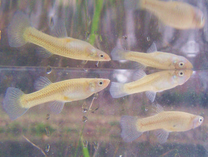 Live Mosquito Fish - Mosquito Larvae Pond Control