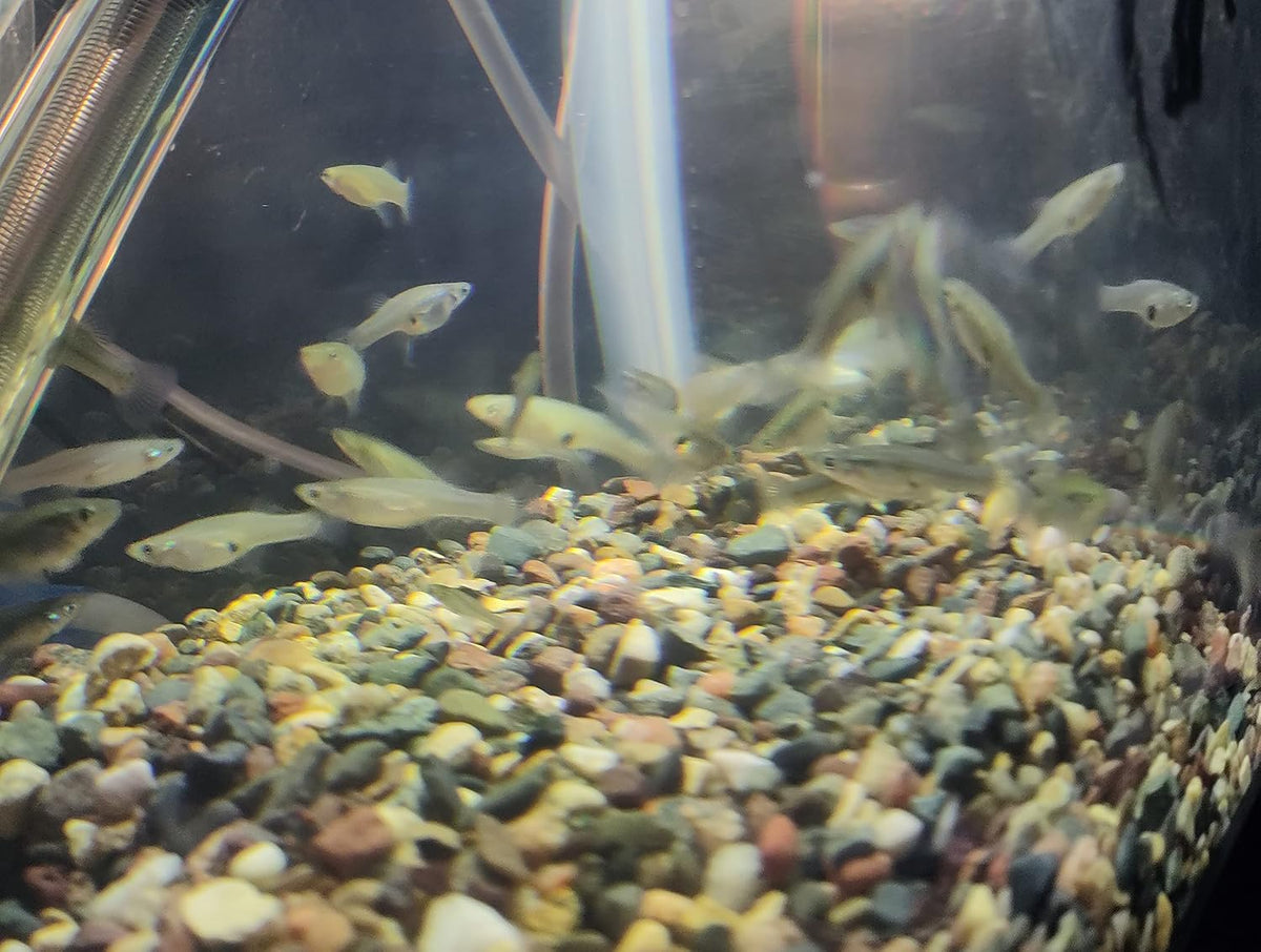 30 Live Mosquito Fish, Pond Fish