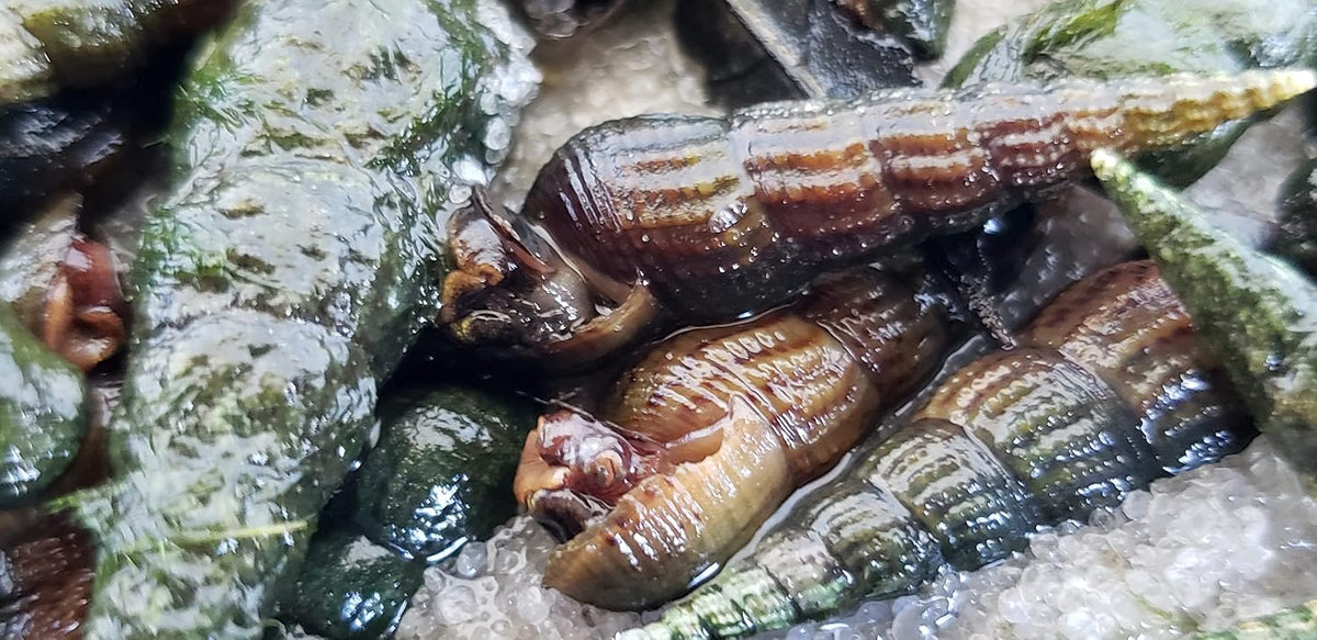 Live Mosquitofish Trumpet Snails Freshwater Aquarium Pond Green Sailfin Molly Feeders Fish Food Combo Value Pack