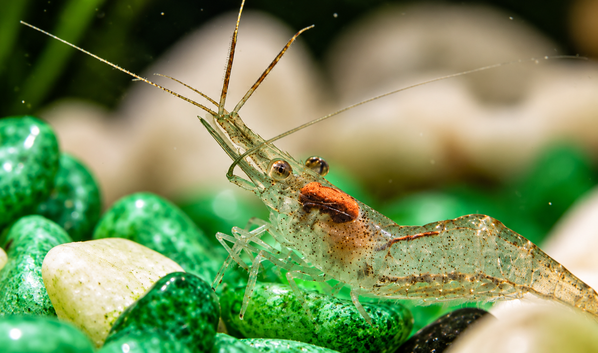 10+ Live Ghost Shrimp – Florida Freshwater Glass Shrimp for Aquariums & Ponds