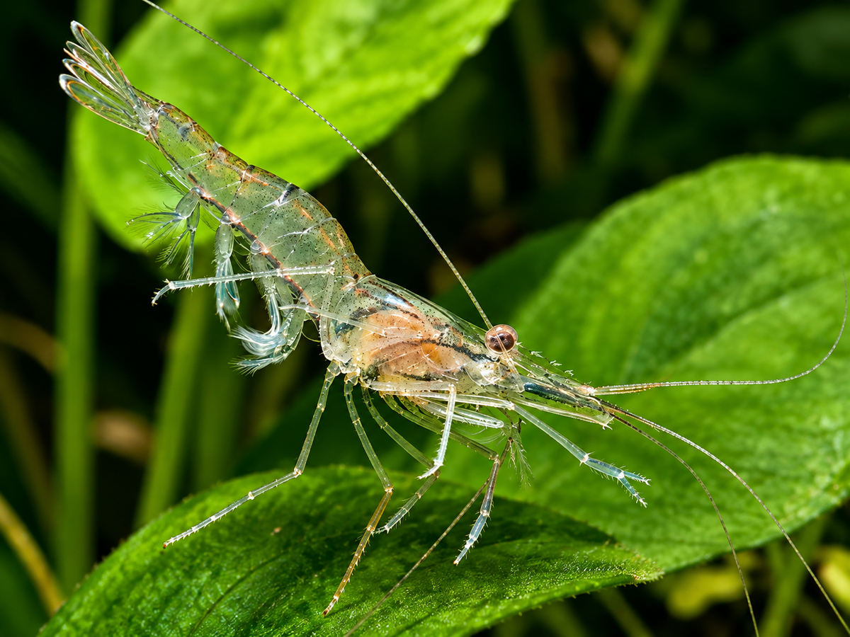 10+ Live Ghost Shrimp – Florida Freshwater Glass Shrimp for Aquariums & Ponds
