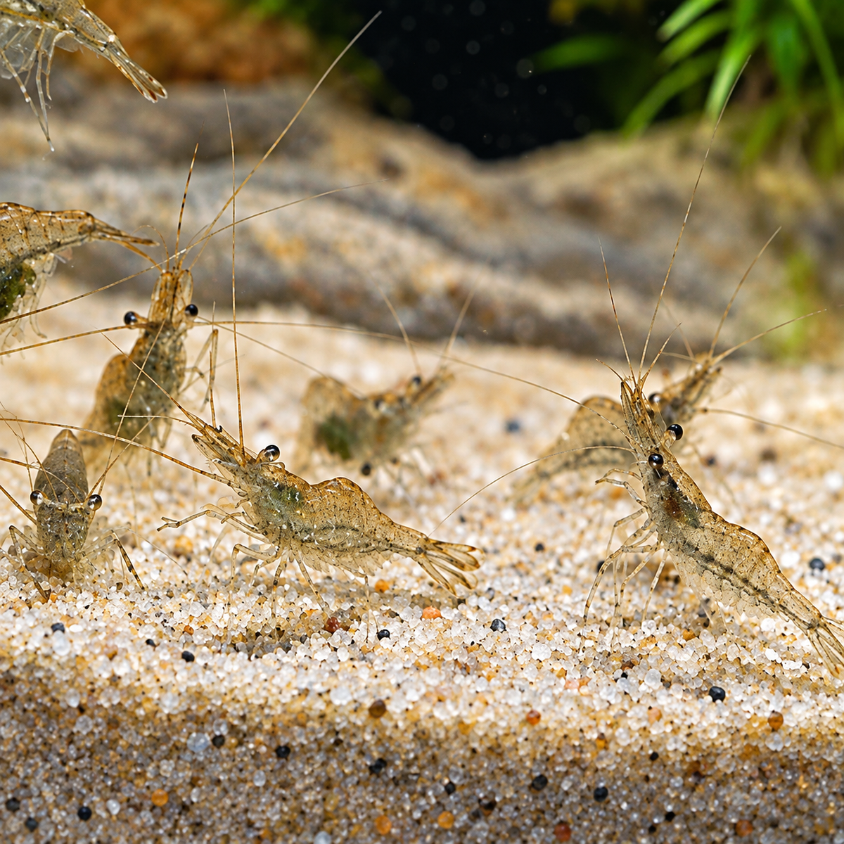 10+ Live Ghost Shrimp – Florida Freshwater Glass Shrimp for Aquariums & Ponds