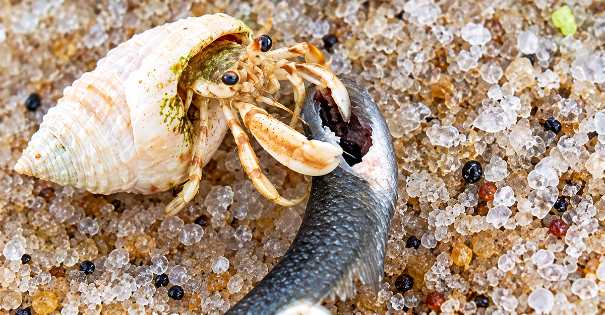 A close-up photograph of a hermit crab on a sandy beach with salt crystals, next to a dead fish.