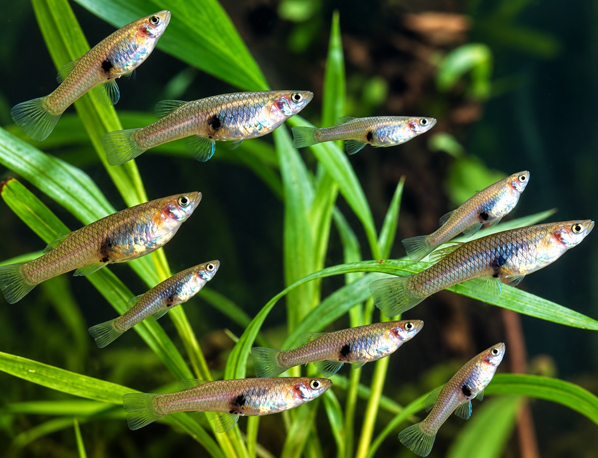 25 Live Mosquitofish (Gambusia) – Pond, Aquarium & Feeder Fish