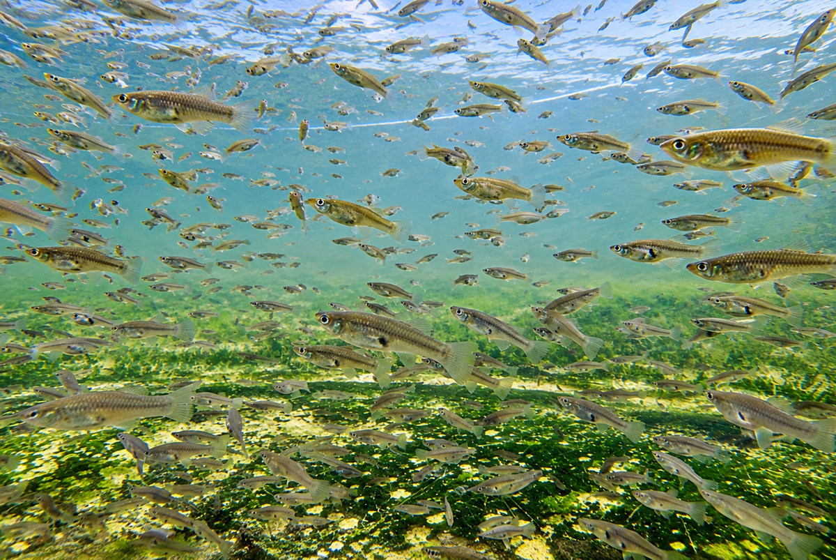 A large school of small silver fish swimming underwater in clear blue-green water with green algae on the lake bed.