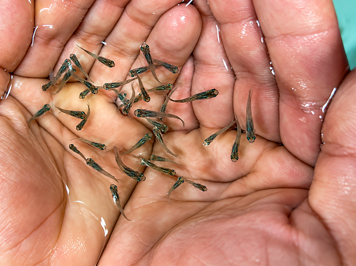 Live Mosquitofish Gambusia freshwater aquarium fish
