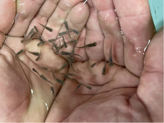 100 Live Gambusia MOSQUITO FISH Aquarium Pond Feeder Guppy FOOD Minnows